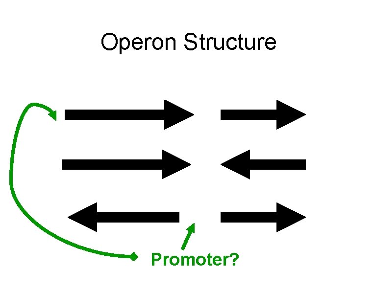 Operon Structure Promoter? 