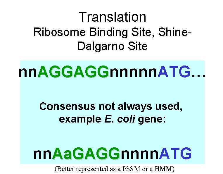 Translation Ribosome Binding Site, Shine. Dalgarno Site nn. AGGAGGnnnnn. ATG… AGGAGG Consensus not always