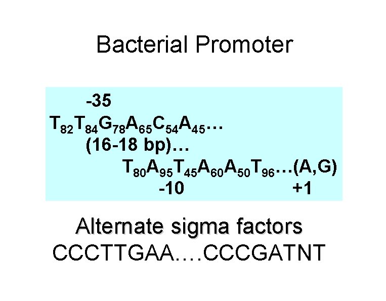 Bacterial Promoter -35 T 82 T 84 G 78 A 65 C 54 A