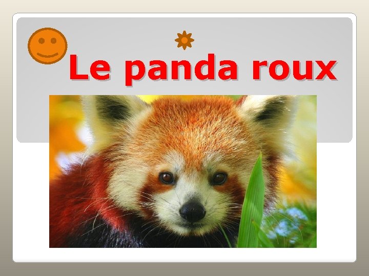 Le panda roux 