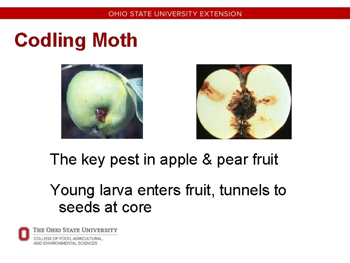 Codling Moth The key pest in apple & pear fruit Young larva enters fruit,