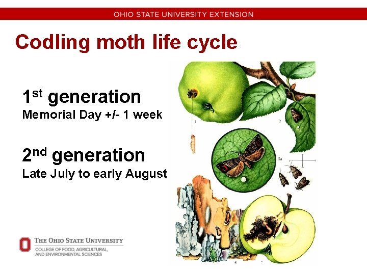 Codling moth life cycle 1 st generation Memorial Day +/- 1 week 2 nd