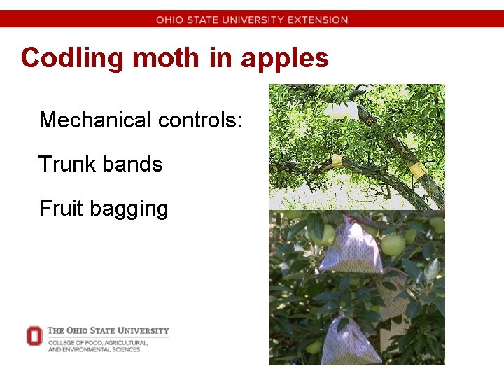 Codling moth in apples Mechanical controls: Trunk bands Fruit bagging 