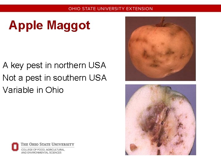 Apple Maggot A key pest in northern USA Not a pest in southern USA