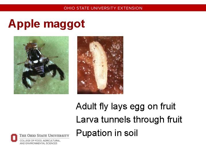 Apple maggot Adult fly lays egg on fruit Larva tunnels through fruit Pupation in