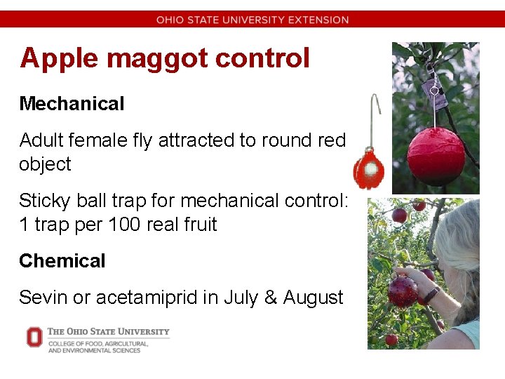 Apple maggot control Mechanical Adult female fly attracted to round red object Sticky ball