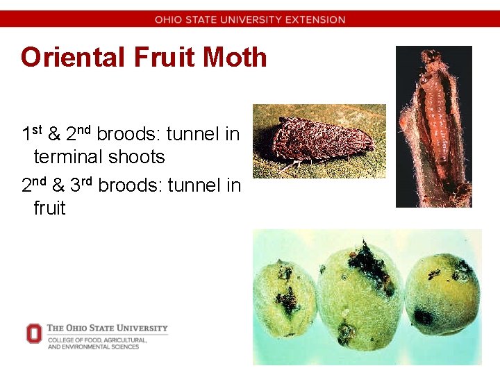 Oriental Fruit Moth 1 st & 2 nd broods: tunnel in terminal shoots 2