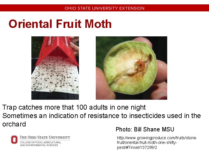 Oriental Fruit Moth Trap catches more that 100 adults in one night Sometimes an
