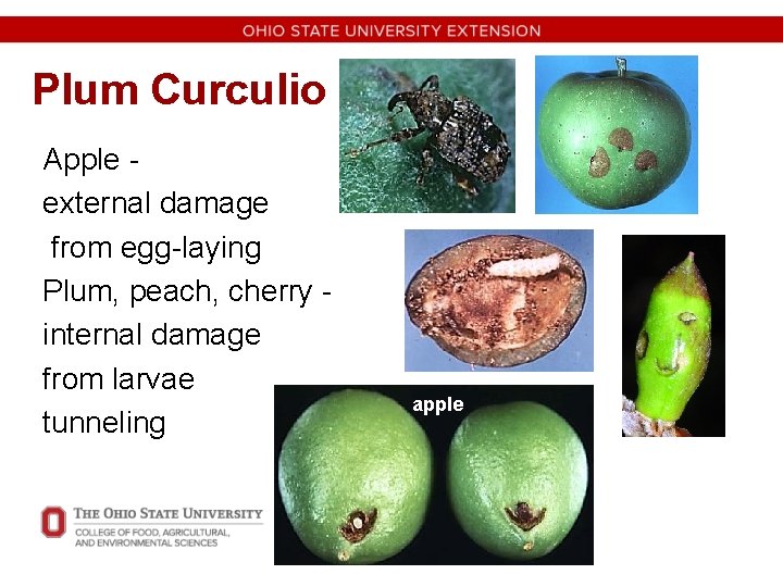 Plum Curculio Apple external damage from egg-laying Plum, peach, cherry internal damage from larvae