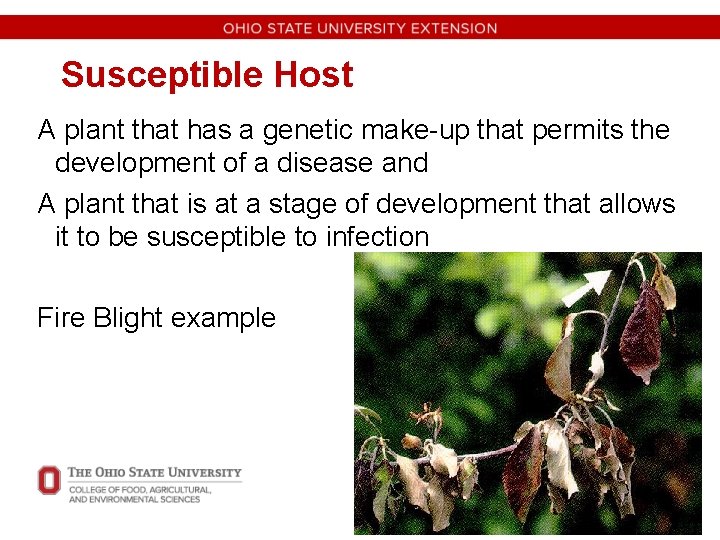 Susceptible Host A plant that has a genetic make-up that permits the development of