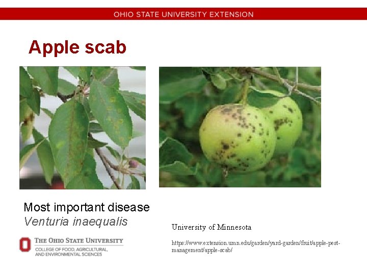 Apple scab Most important disease Venturia inaequalis University of Minnesota https: //www. extension. umn.