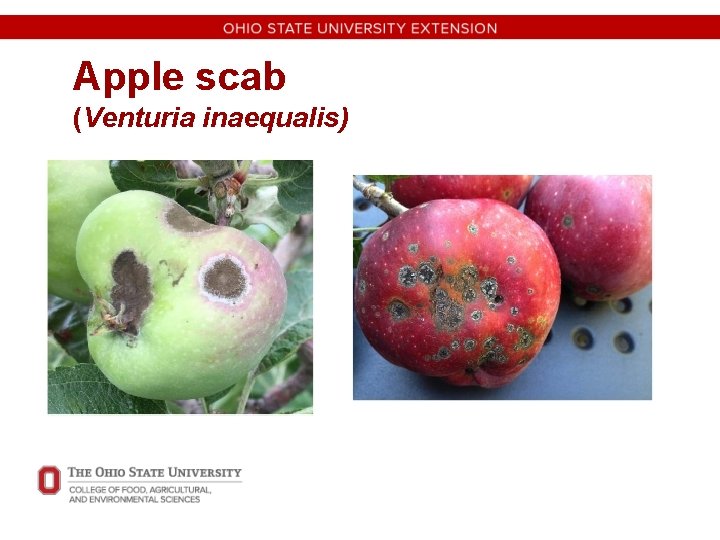 Apple scab (Venturia inaequalis) 