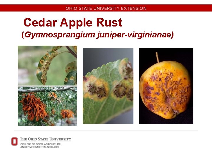 Cedar Apple Rust (Gymnosprangium juniper-virginianae) 