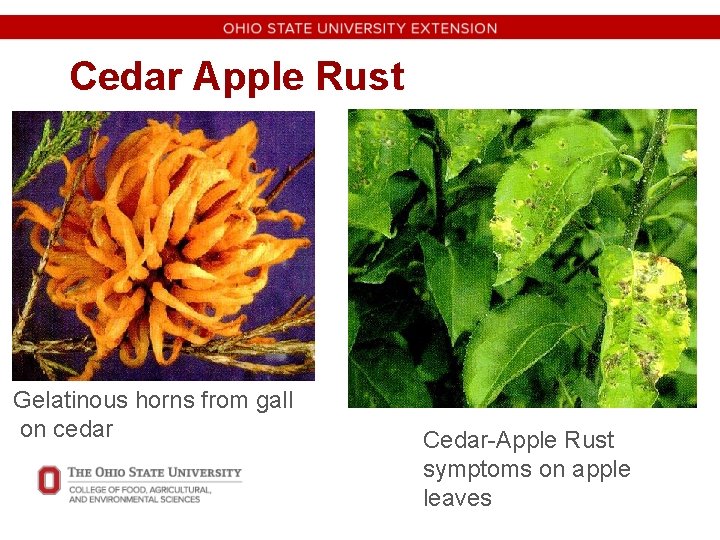 Cedar Apple Rust Gelatinous horns from gall on cedar Cedar-Apple Rust symptoms on apple
