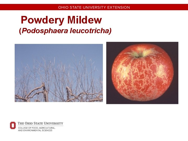 Powdery Mildew (Podosphaera leucotricha) 