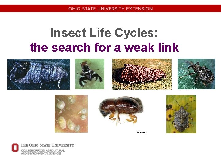 Insect Life Cycles: the search for a weak link 