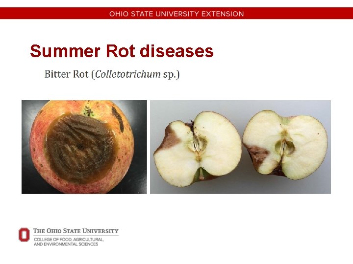 Summer Rot diseases 