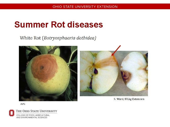 Summer Rot diseases 