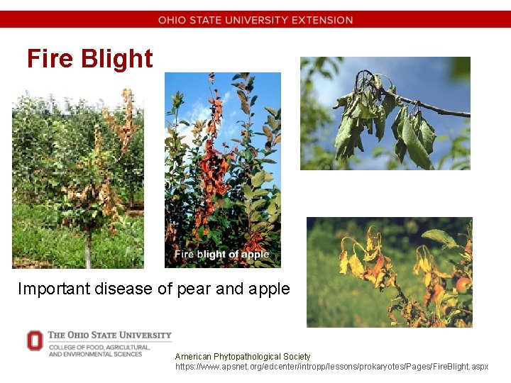 Fire Blight Important disease of pear and apple American Phytopathological Society https: //www. apsnet.