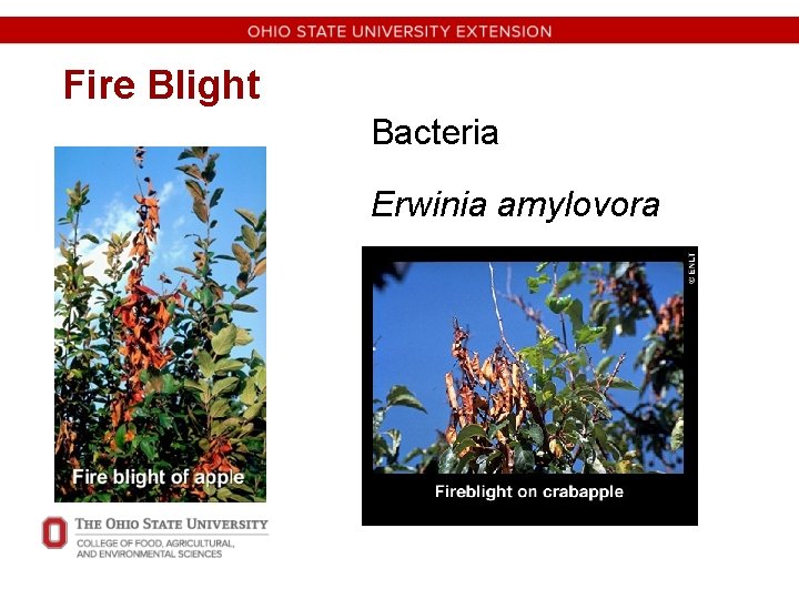 Fire Blight Bacteria Erwinia amylovora 