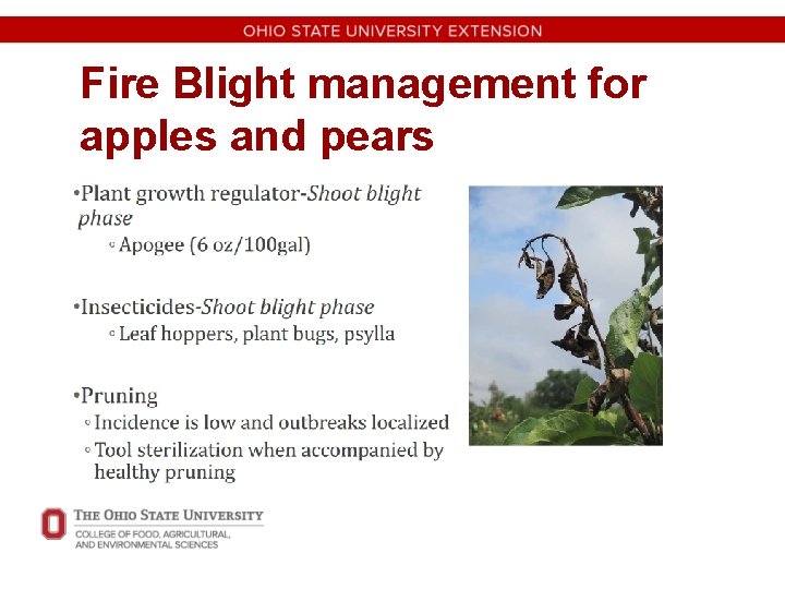 Fire Blight management for apples and pears 