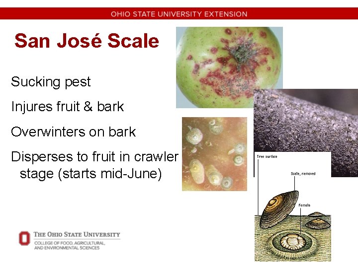 San José Scale Sucking pest Injures fruit & bark Overwinters on bark Disperses to