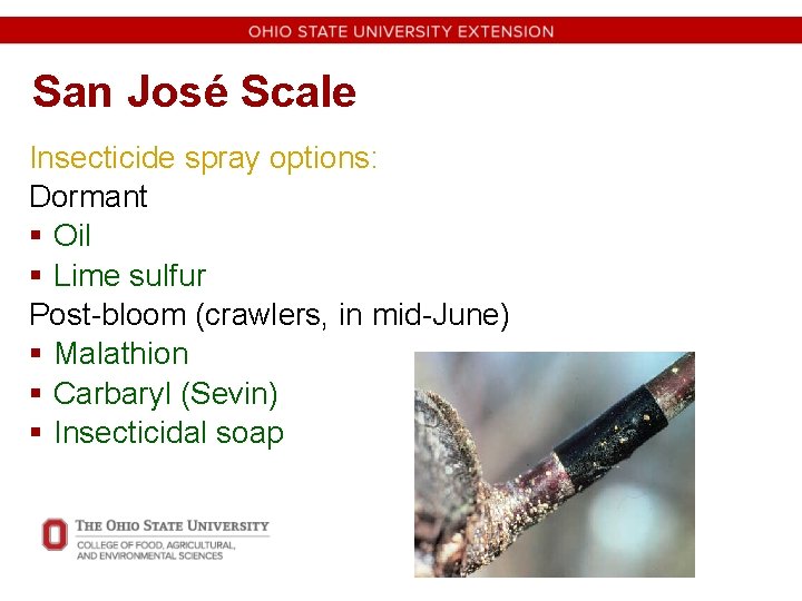 San José Scale Insecticide spray options: Dormant § Oil § Lime sulfur Post-bloom (crawlers,