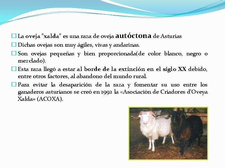 � La oveja "xalda" es una raza de oveja autóctona de Asturias � Dichas