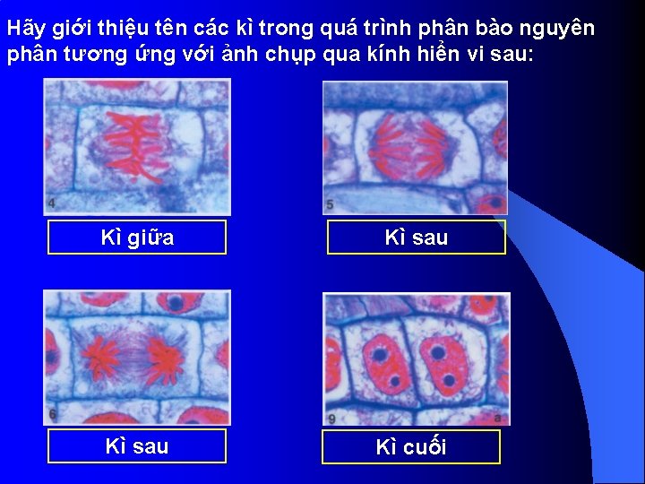 Hãy giới thiệu tên các kì trong quá trình phân bào nguyên phân tương