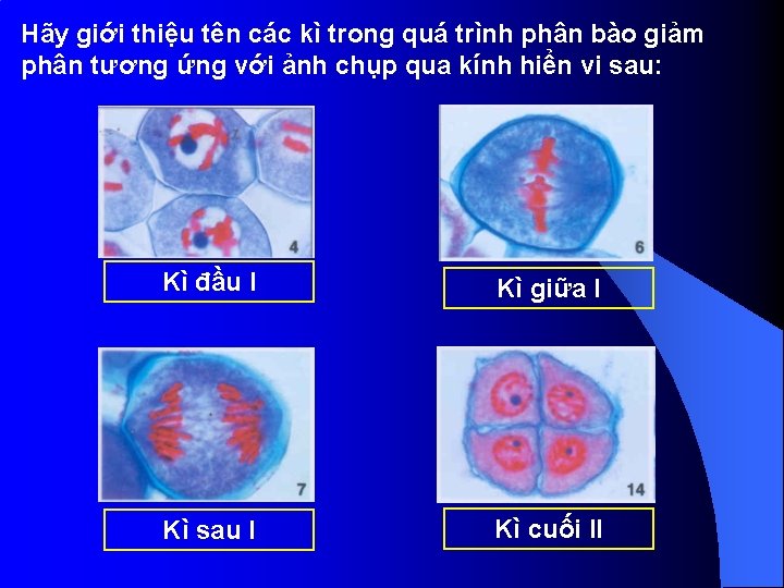 Hãy giới thiệu tên các kì trong quá trình phân bào giảm phân tương