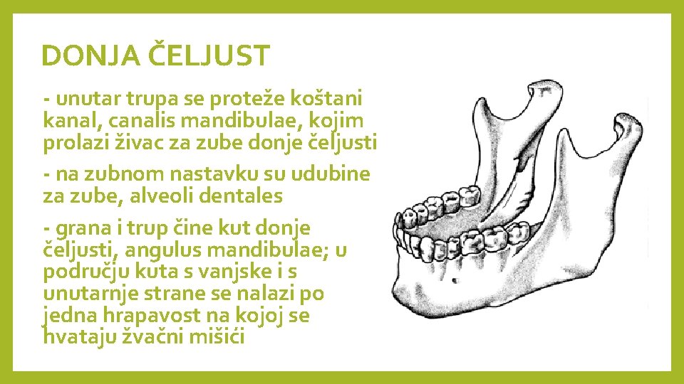 DONJA ČELJUST - unutar trupa se proteže koštani kanal, canalis mandibulae, kojim prolazi živac