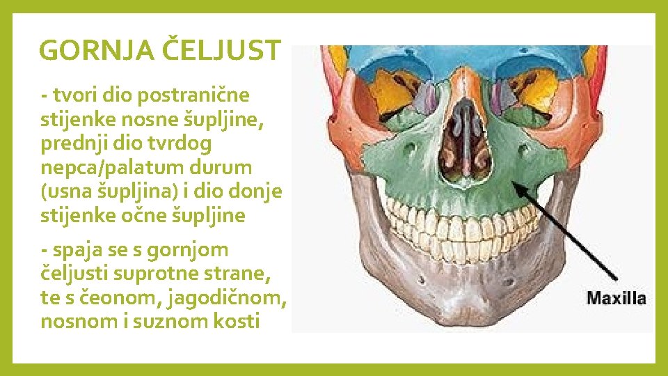 GORNJA ČELJUST - tvori dio postranične stijenke nosne šupljine, prednji dio tvrdog nepca/palatum durum