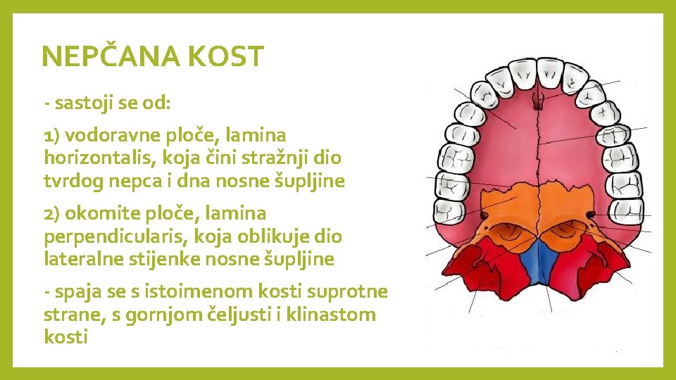 NEPČANA KOST - sastoji se od: 1) vodoravne ploče, lamina horizontalis, koja čini stražnji