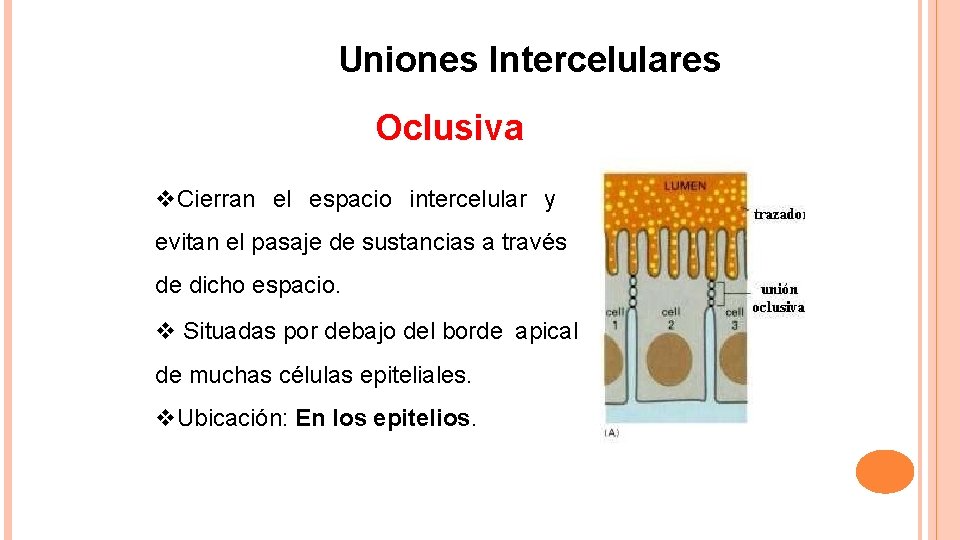 Uniones Intercelulares Oclusiva Cierran el espacio intercelular y evitan el pasaje de sustancias a