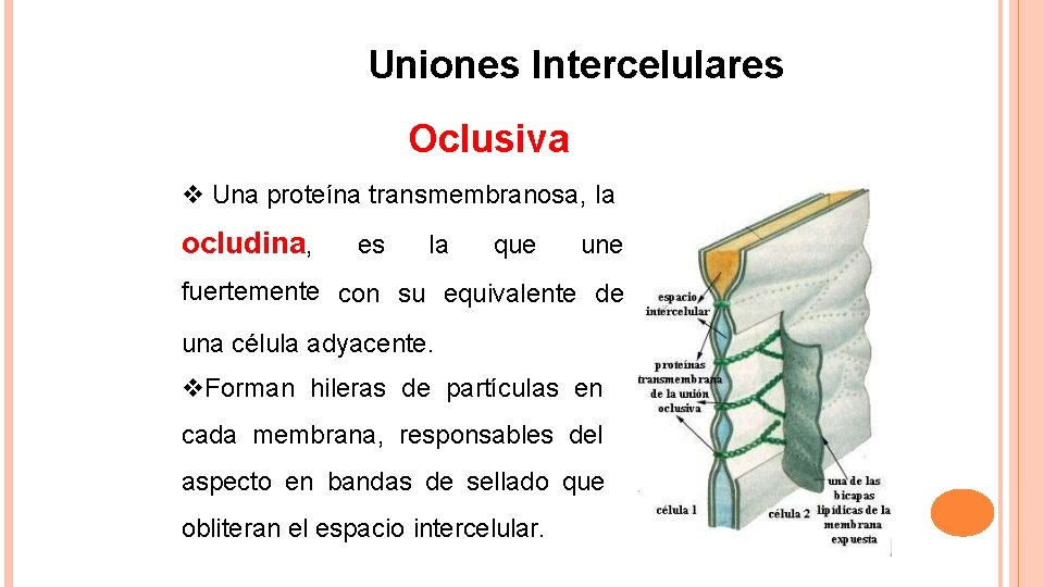 Uniones Intercelulares Oclusiva Una proteína transmembranosa, la ocludina, es la que une fuertemente con