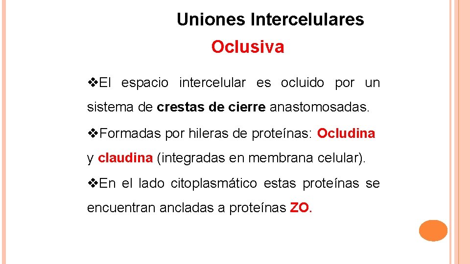 Uniones Intercelulares Oclusiva El espacio intercelular es ocluido por un sistema de crestas de