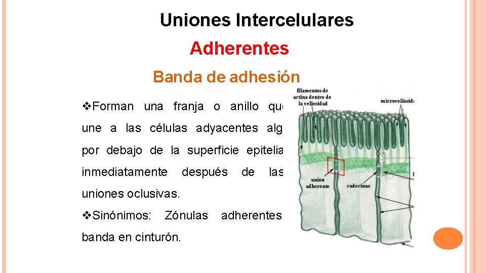 Uniones Intercelulares Adherentes Banda de adhesión Forman una franja o anillo que une a