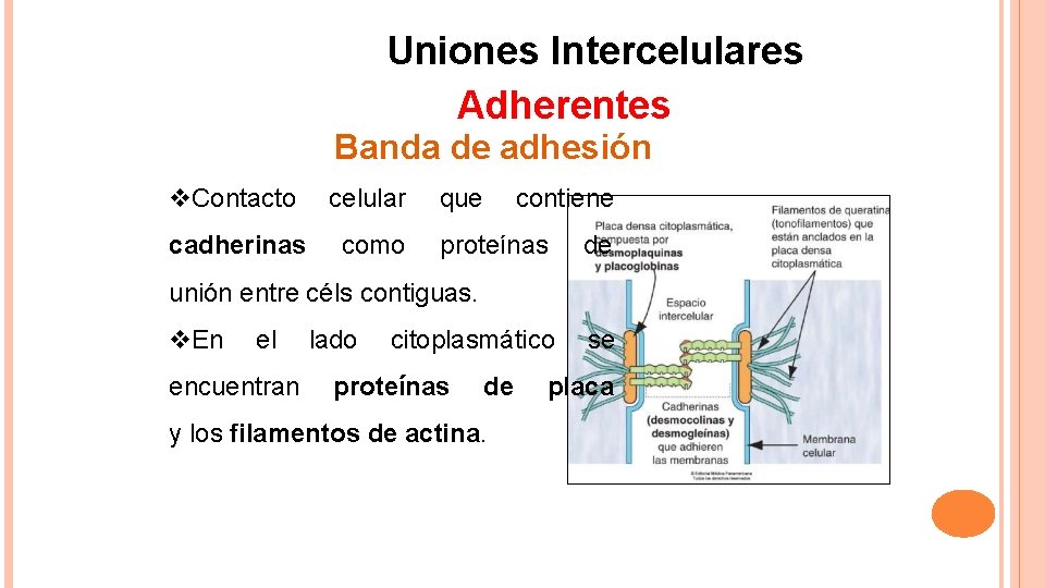 Uniones Intercelulares Adherentes Banda de adhesión Contacto celular cadherinas como que contiene proteínas de