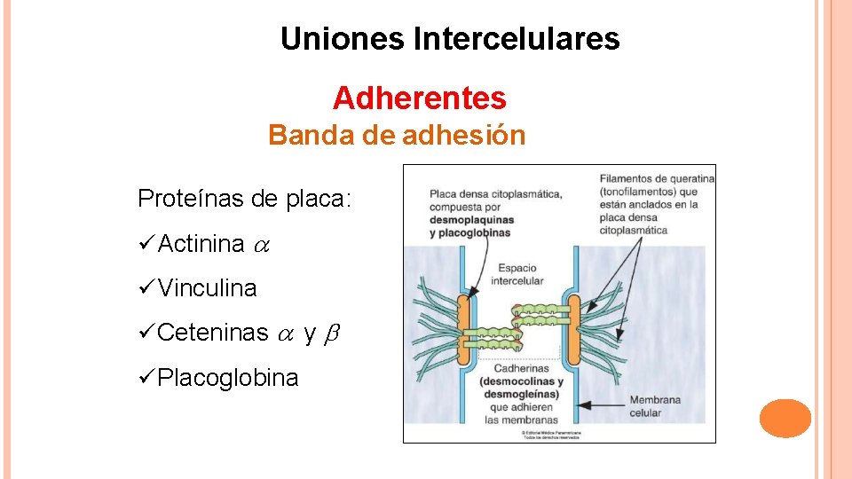 Uniones Intercelulares Adherentes Banda de adhesión Proteínas de placa: Actinina Vinculina Ceteninas y Placoglobina