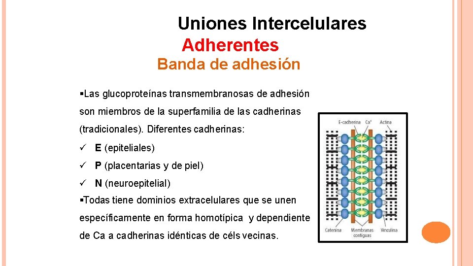 Uniones Intercelulares Adherentes Banda de adhesión Las glucoproteínas transmembranosas de adhesión son miembros de