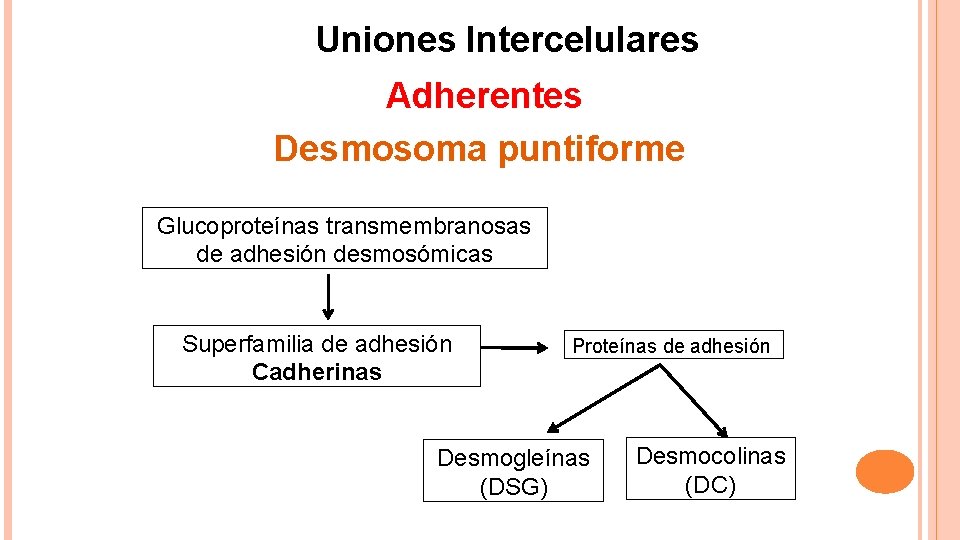 Uniones Intercelulares Adherentes Desmosoma puntiforme Glucoproteínas transmembranosas de adhesión desmosómicas Superfamilia de adhesión Cadherinas
