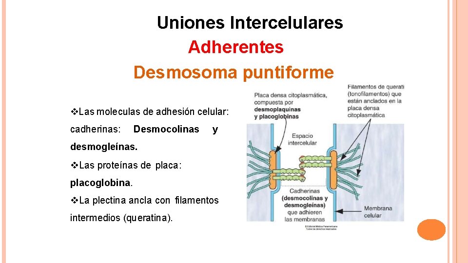 Uniones Intercelulares Adherentes Desmosoma puntiforme Las moleculas de adhesión celular: cadherinas: Desmocolinas y desmogleínas.