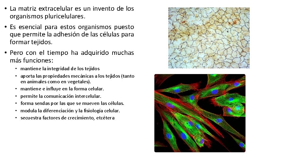  • La matriz extracelular es un invento de los organismos pluricelulares. • Es