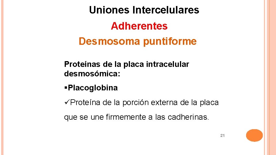 Uniones Intercelulares Adherentes Desmosoma puntiforme Proteínas de la placa intracelular desmosómica: Placoglobina Proteína de