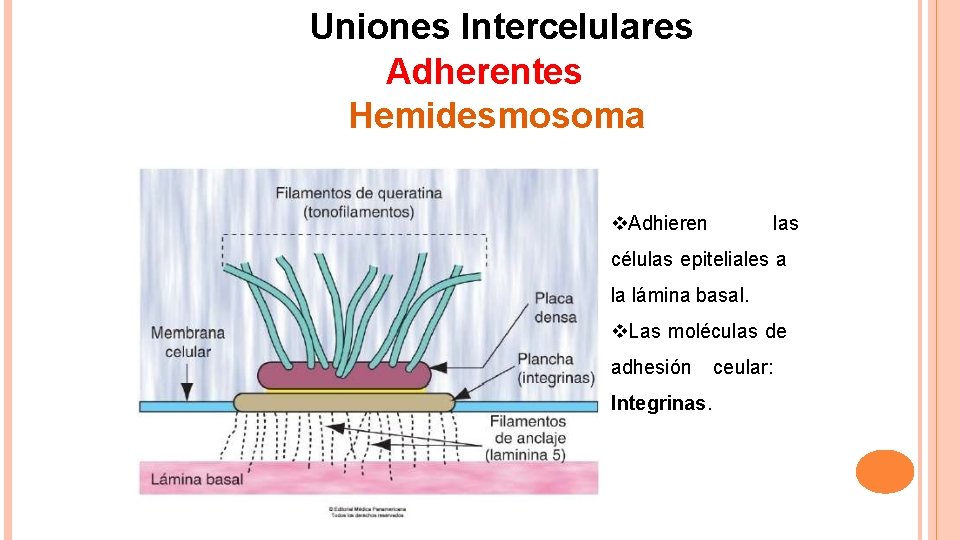 Uniones Intercelulares Adherentes Hemidesmosoma Adhieren las células epiteliales a la lámina basal. Las moléculas