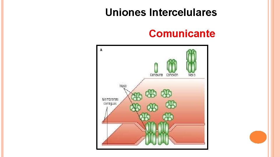 Uniones Intercelulares Comunicante 