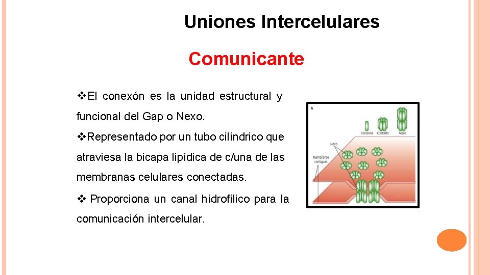 Uniones Intercelulares Comunicante El conexón es la unidad estructural y funcional del Gap o