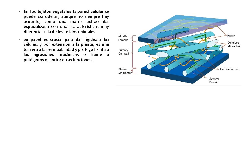  • En los tejidos vegetales la pared celular se puede considerar, aunque no