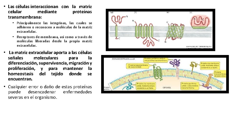  • Las células interaccionan con la matriz celular mediante proteínas transmembrana: • Principalmente