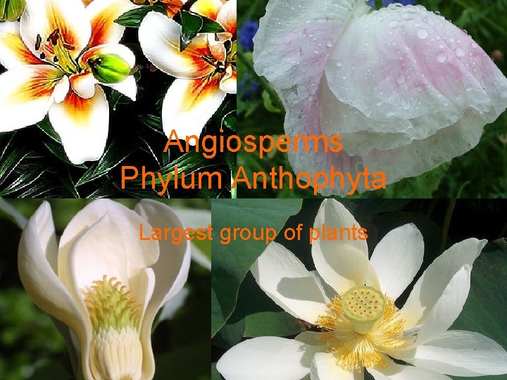Angiosperms Phylum Anthophyta Largest group of plants 
